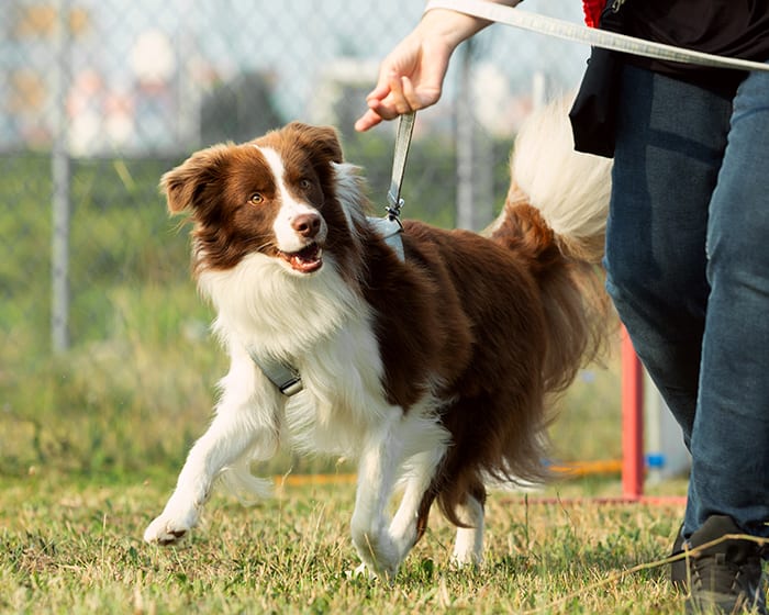 Behavior Training for Dogs, Newtown Vet