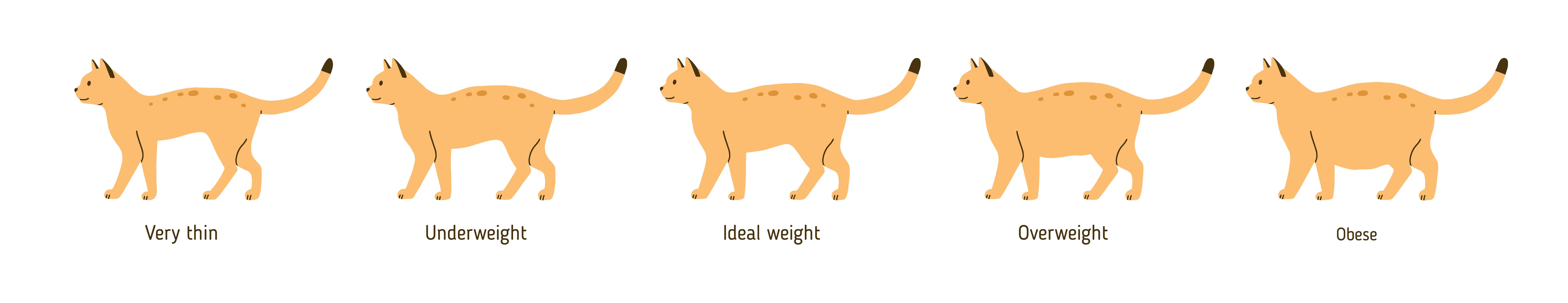 Overweight cat chart Newtown Vets